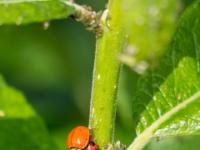 Asiatischer Marienkäfer